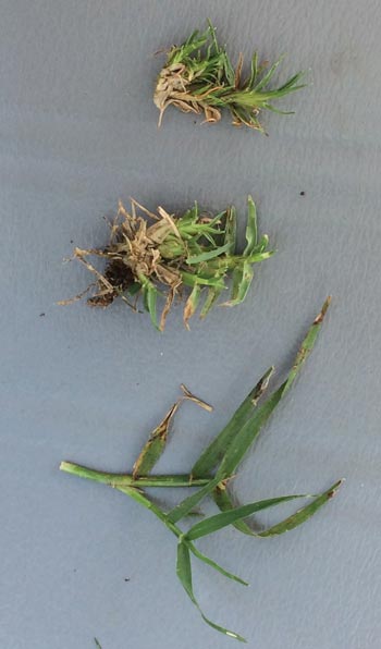 Bermudagrass mite: Searching for management solutions Bermudagrass mite damage