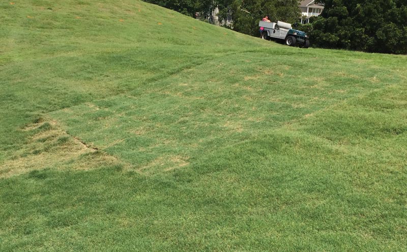 Bermudagrass mite infestation