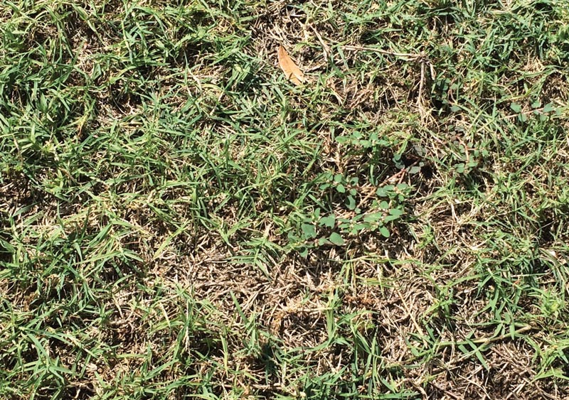 Bermudagrass mite: Searching for management solutions Bermudagrass mite turf
