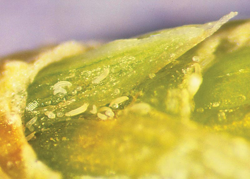 Bermudagrass mite: Searching for management solutions Bermudagrass mites