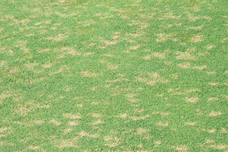 Identifying and naming the fungi that cause dollar spot on turf Clarireedia jacksonii