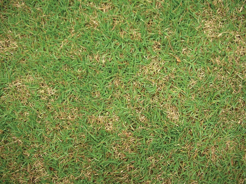 Identifying and naming the fungi that cause dollar spot on turf Clarireedia monteithiana