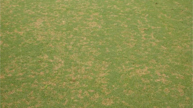 Dollar spot fungicide resistance Dollar spot fairway