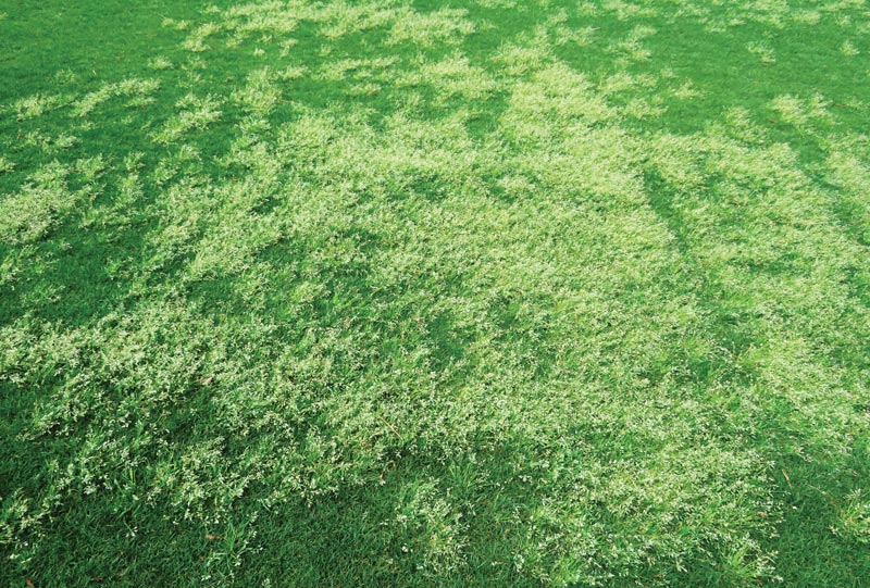 Poa annua control: A perpetually moving target Herbicide-resistant Poa annua