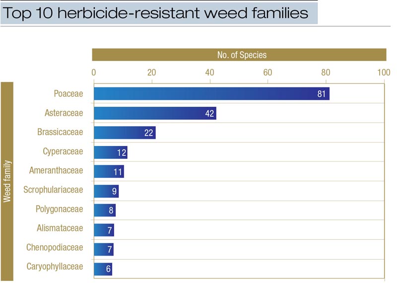 Poa annua control: A perpetually moving target Herbicide-resistant weed families
