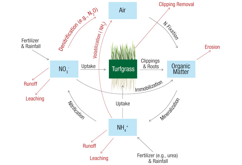 Fertilization and irrigation strategies reduce greenhouse gas emissions and conserve water Nitrogen cycle