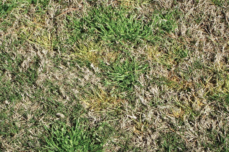 Poa annua control: A perpetually moving target Poa annua herbicide resistance