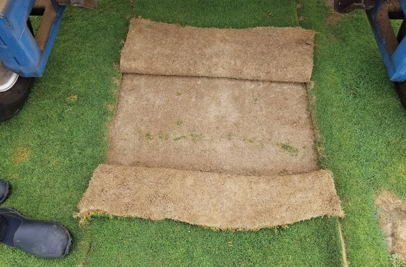 Golf course greens renovation advice Putting green sod