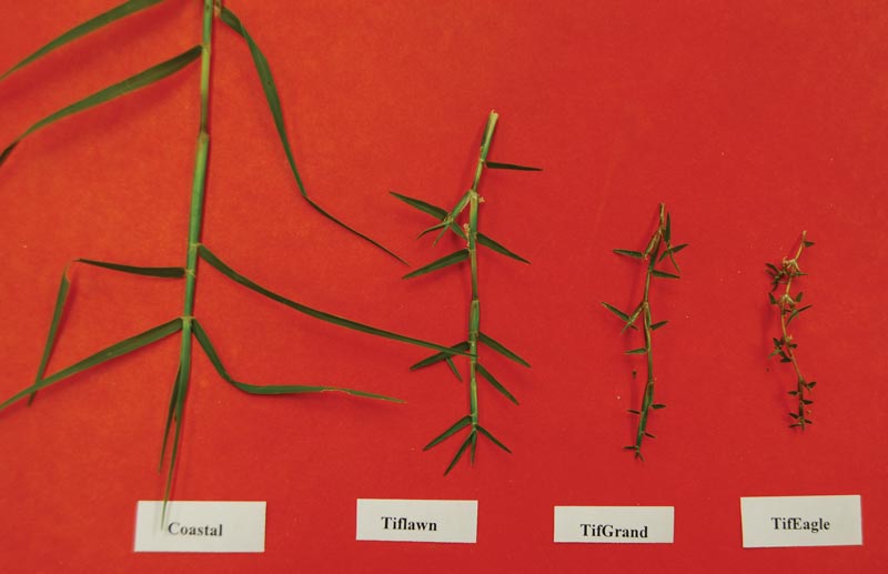 Bermudagrass: Know your hybrids University of Georgia bermudagrass