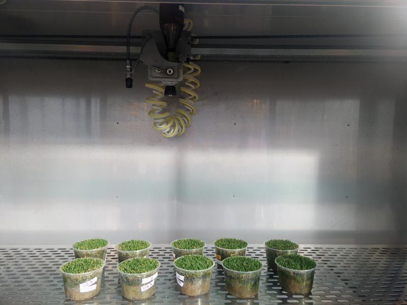 Annual bluegrass weevil cross-resistance to insecticides ABW greenhouse study