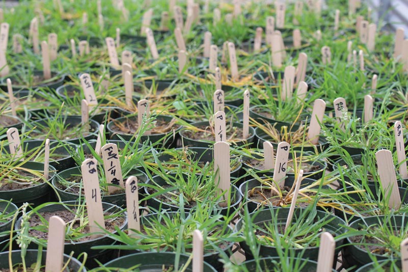 Poa annua: A plan of action Annual bluegrass Mississippi State