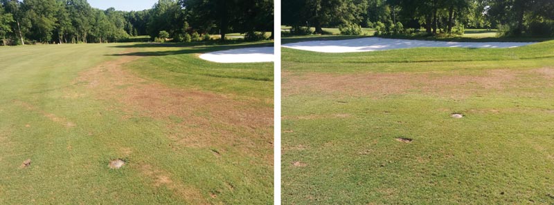 Pyrethroid resistance affects efficacy of insecticides on ABW Annual bluegrass weevil damage
