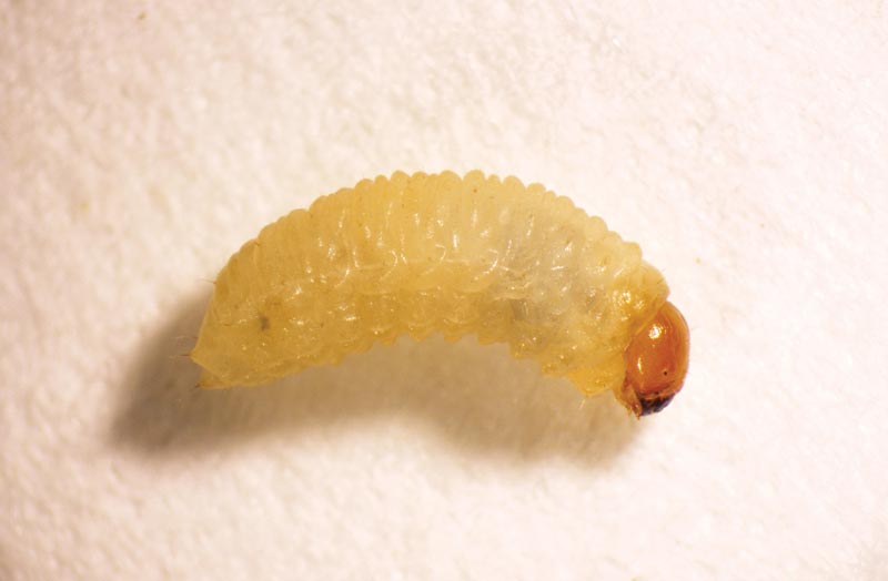 Pyrethroid resistance affects efficacy of insecticides on ABW Annual bluegrass weevil larva
