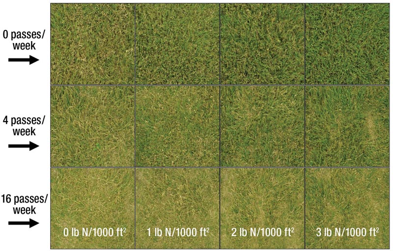 Buffalograss research