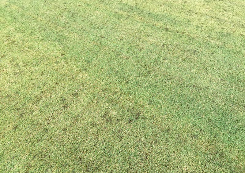 Soil solubility of iron fertilizers Iron sulfate turf