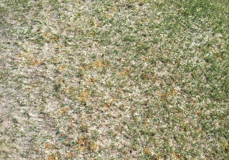 Soil solubility of iron fertilizers Iron sulfate turfgrass