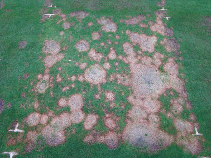 Microdochium patch management without fungicides Microdochium patch annual bluegrass