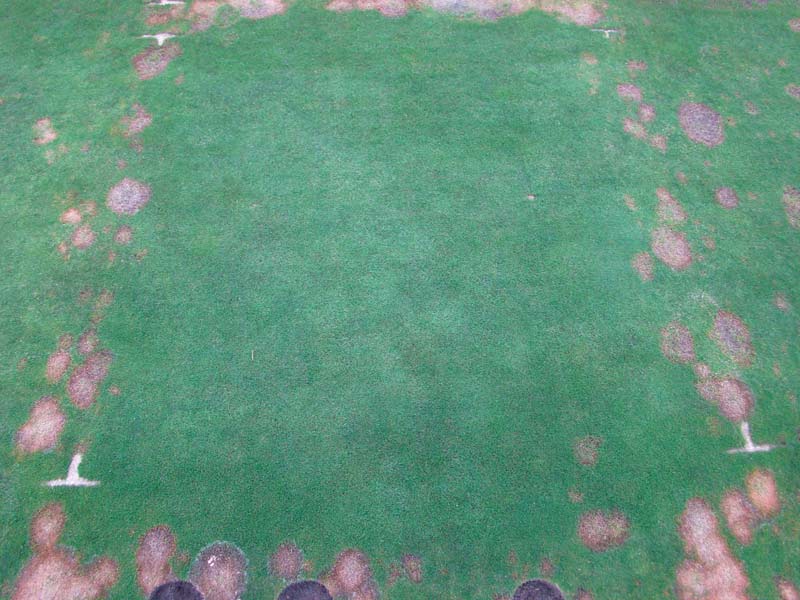 Microdochium patch management without fungicides Microdochium patch control