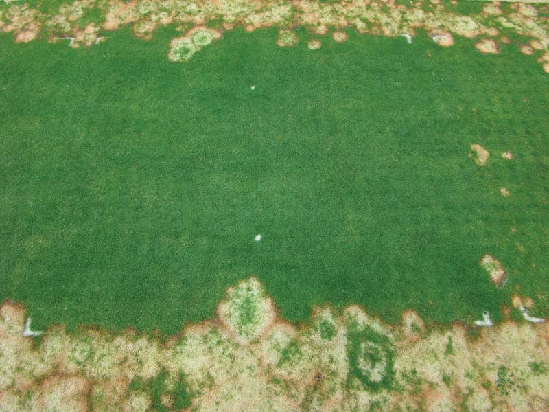 Microdochium patch management without fungicides Microdochium patch green
