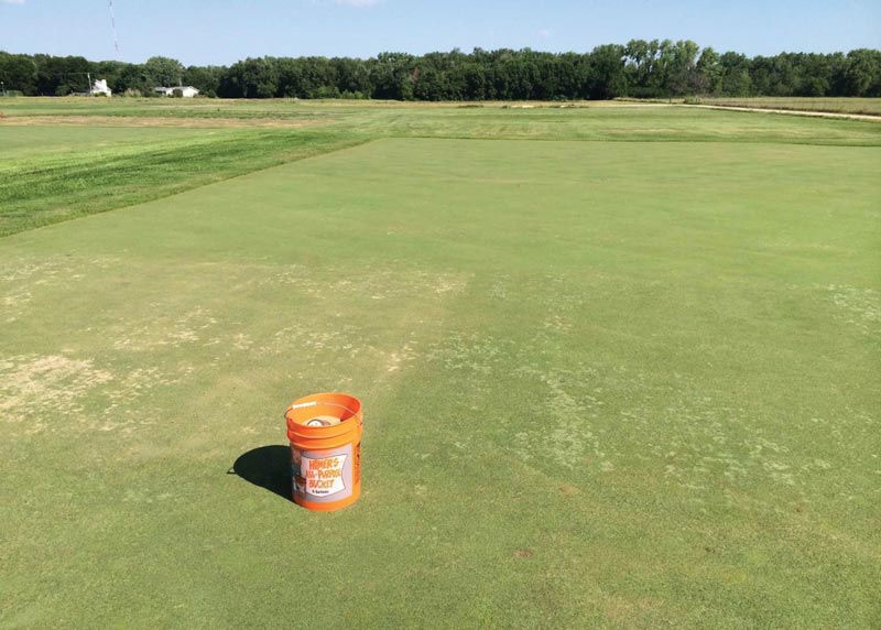 Silvery-thread moss infestation in greens Moss golf green