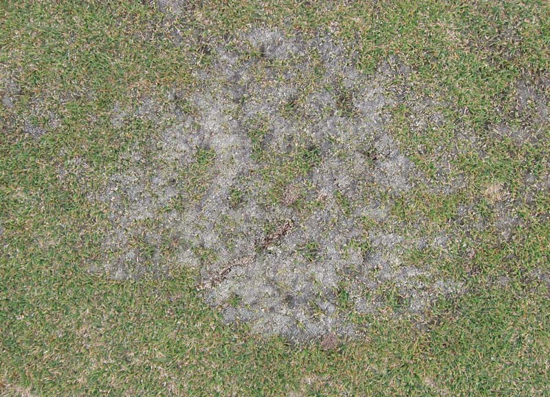 Silvery-thread moss infestation in greens Moss putting green