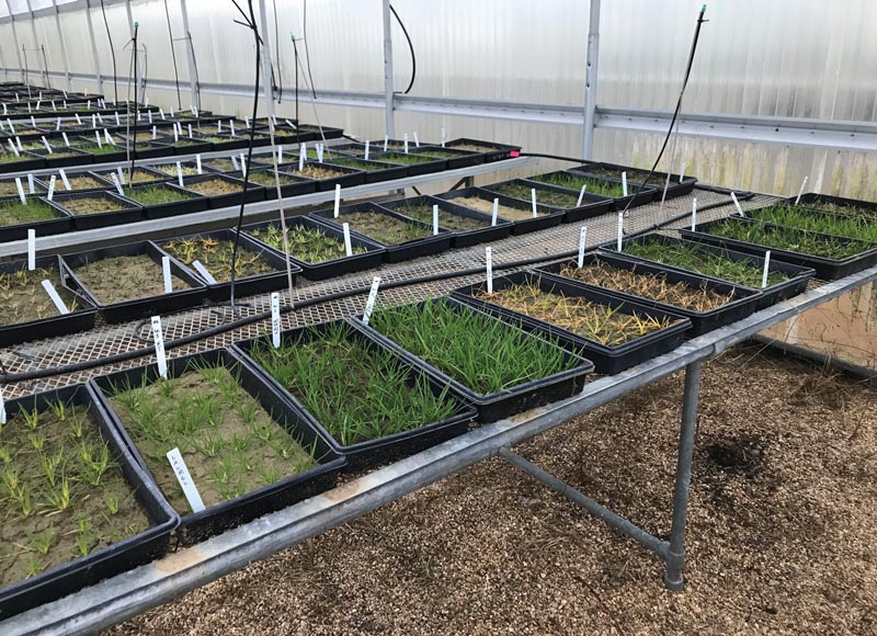 Poa annua: A plan of action Poa annua Mississippi State