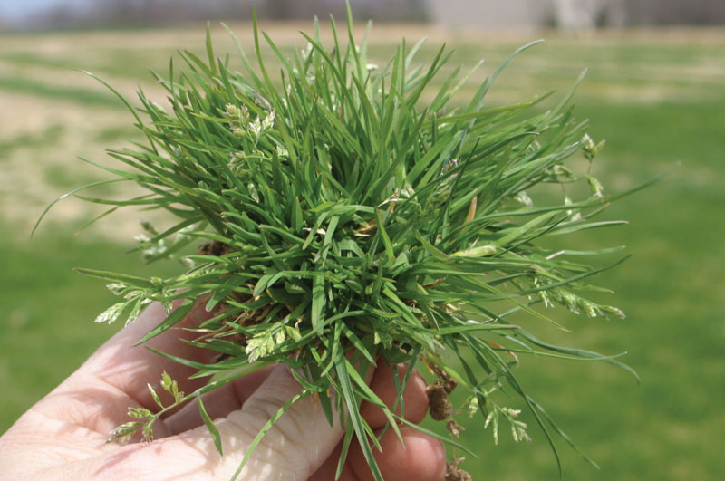 Poa annua: A plan of action Poa annua tuft