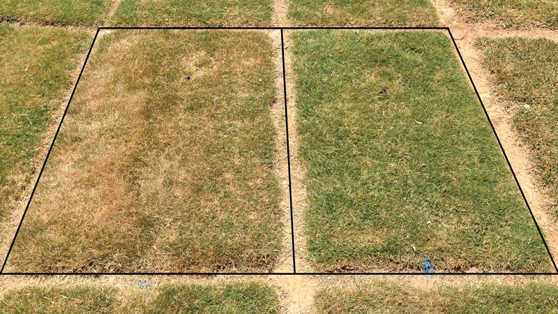 Drought performance of bermudagrass and seashore paspalum TifTuf drought