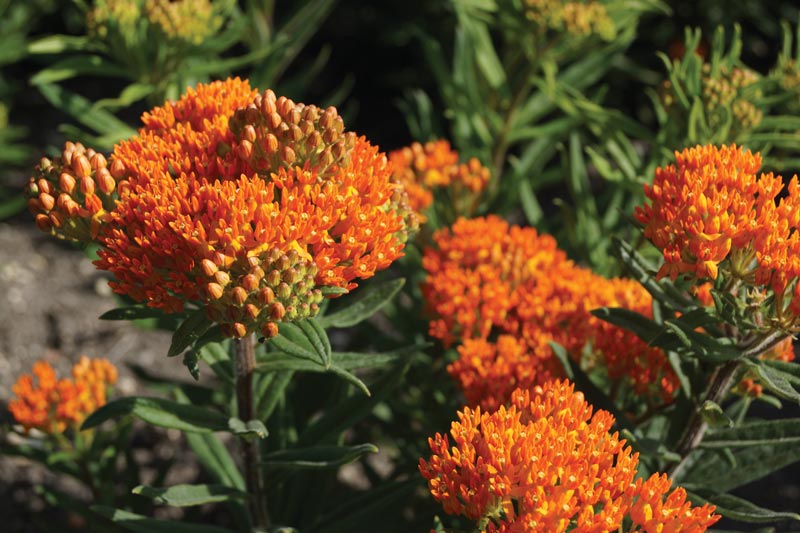 GCM’s 2020 Seed Update Asclepias tuberosa