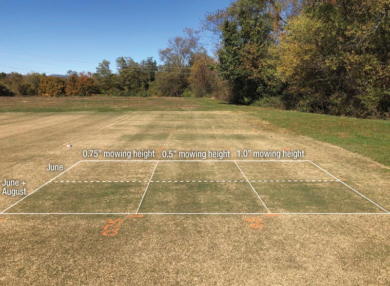 Bermudagrass: Reducing winter injury, spring dead spot Bermudagrass mowing height