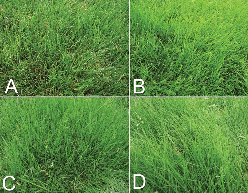 Fine fescue differences