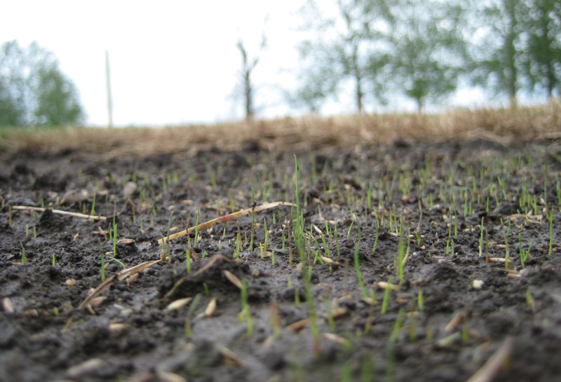 Fine fescue seedlings