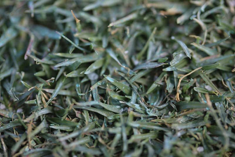 Just passing through: Turf colorants and light transmission Putting green colorant
