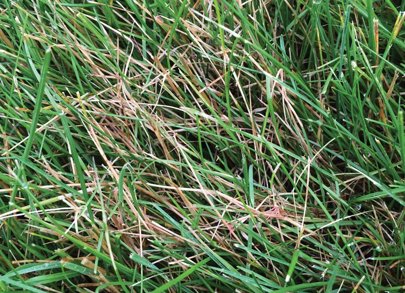 Fine fescues on golf courses: Biotic stresses Red thread turf