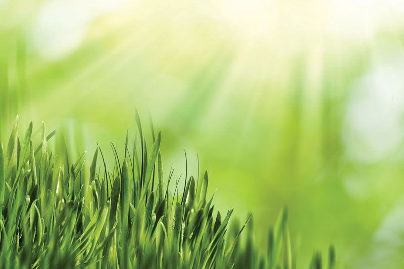 GCM’s 2020 Seed Update Turfgrass seed 2020