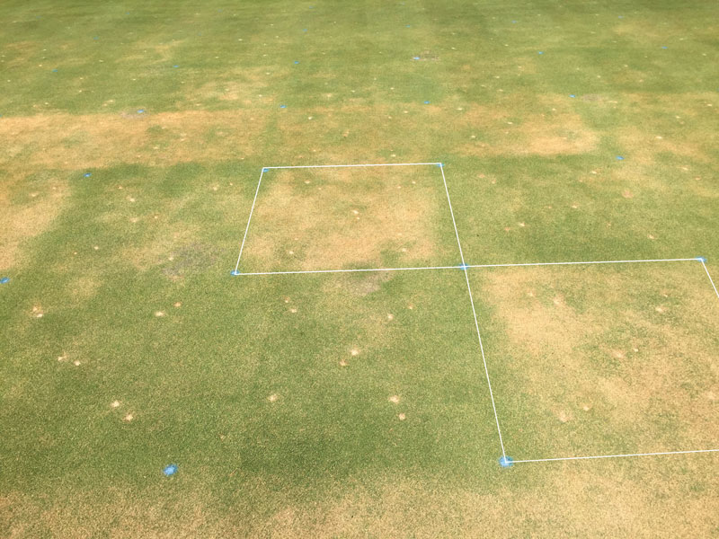 Wetting agents for winter turf protection Ultradwarf bermudagrass spring green-up