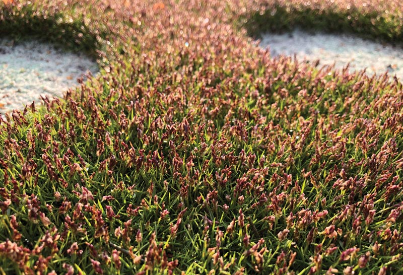 Zoysia grass seedheads
