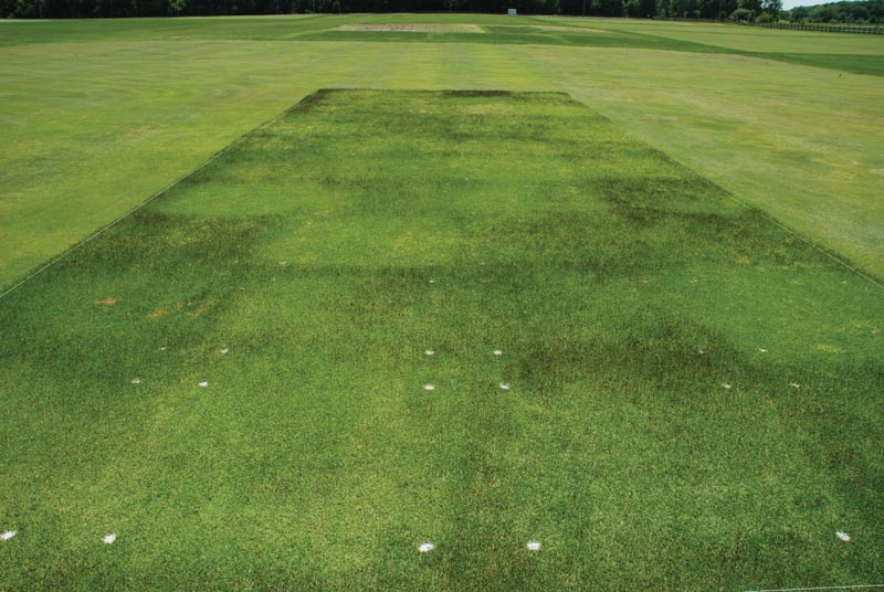 Zoysiagrass seedhead suppression