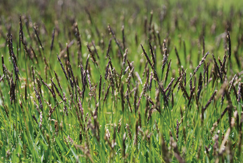 Zoysiagrass seedhead development and suppression Zoysiagrass seedheads
