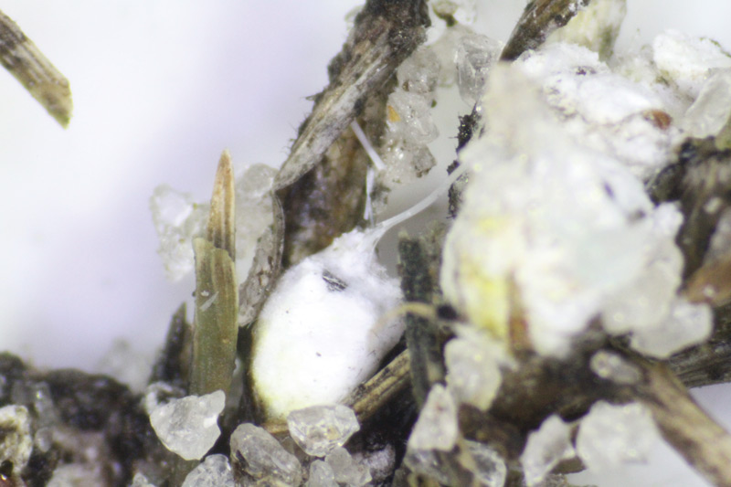 Rhodesgrass mealybug in turf Adult rhodesgrass mealybug