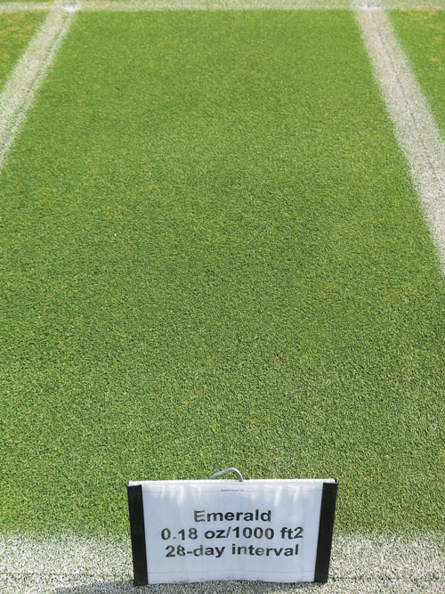 Dollar spot: Evaluating biological and oil-based fungicides Dollar spot disease