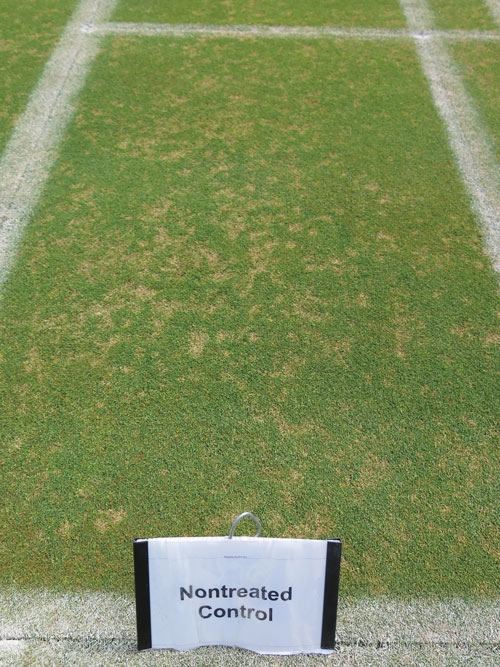 Dollar spot: Evaluating biological and oil-based fungicides Dollar spot turf