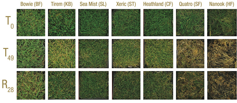 Heat stress turfgrass