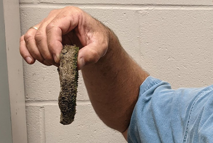 Managing lance nematodes in warm-season turfgrass Lance nematode damage
