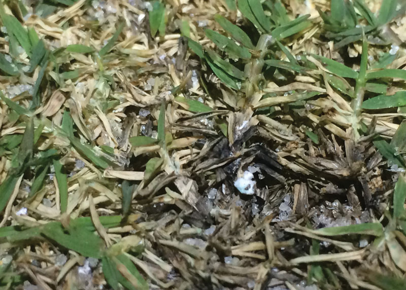 Rhodesgrass mealybug in turf Rhodesgrass mealybug damage