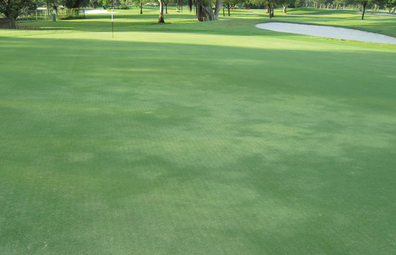 Root-knot nematodes turfgrass