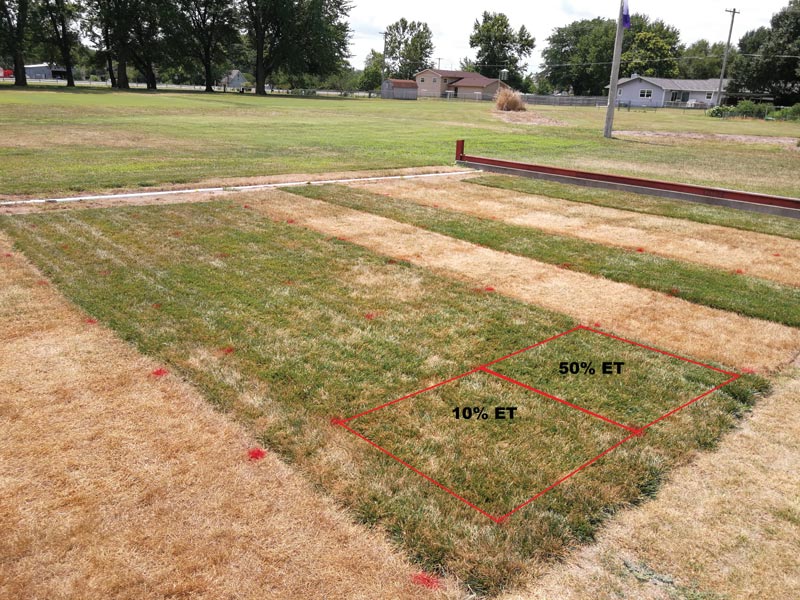 Turfgrass drought survival