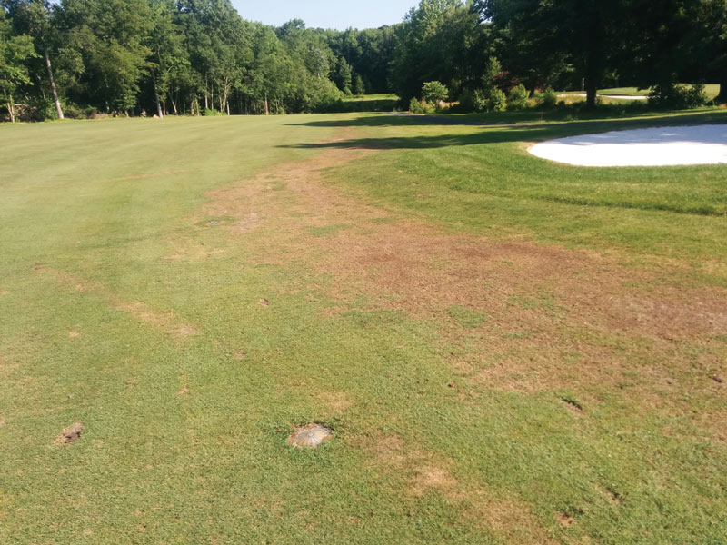 Annual bluegrass weevil damage