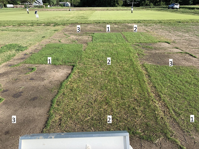 Turfgrass establishment 14 days after seeding in Trial 2