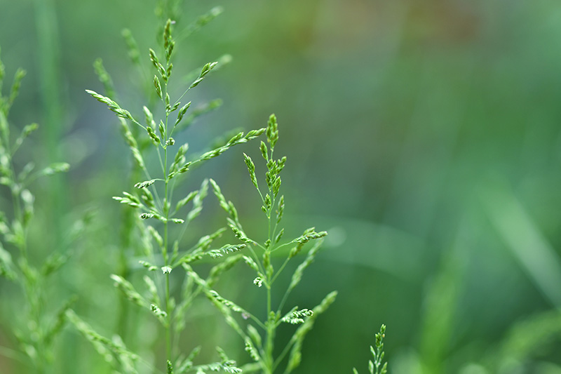 Poa trivialis (rough bluegrass) close up